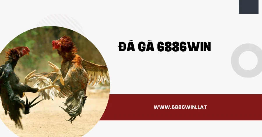 Xem đá gà online 6886win