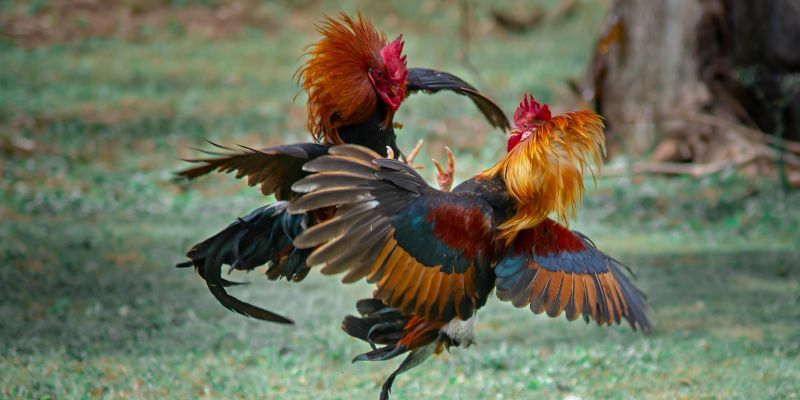 Tâm lý của người chơi rất quan trọng