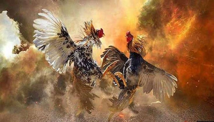 Hình thức đá gà tre