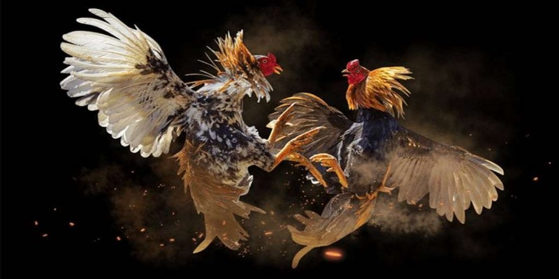 Câu hỏi về luật đá gà tre