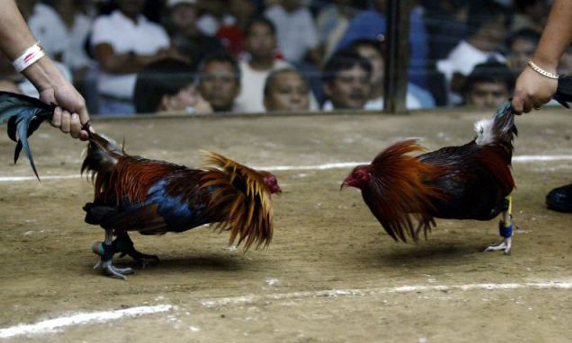 Tổng quan về luật đá gà tre
