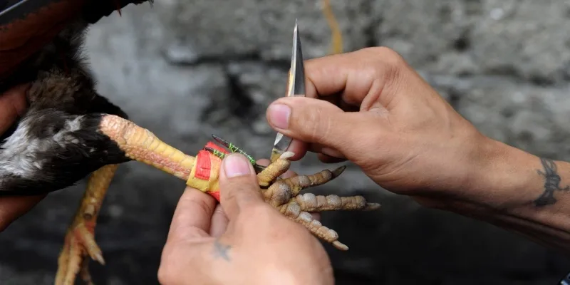 Trang bị cựa dao cho gà đá