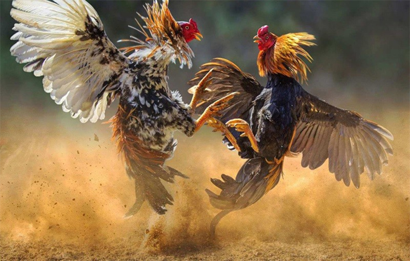 Kinh nghiệm chọn gà đá