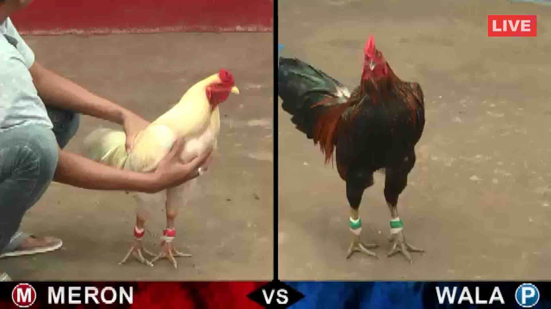 Kinh nghiệm soi kèo đá gà