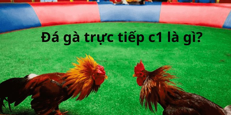 Tìm hiểu về đá gà trực tiếp C1