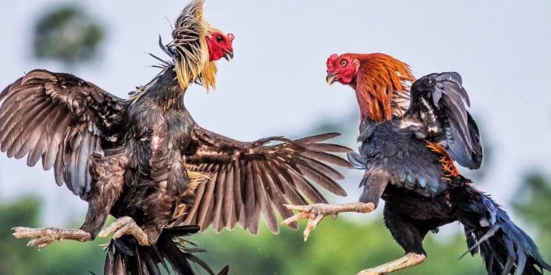 Lựa gà đá phù hợp